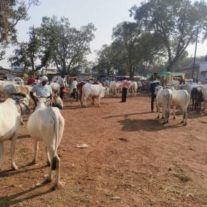 WhatsApp_Image_2025-11-17_at_11.03.08_AM_original